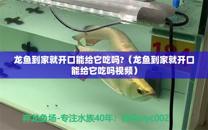 龍魚到家就開口能給它吃嗎?（龍魚到家就開口能給它吃嗎視頻）