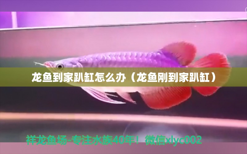 龍魚(yú)到家趴缸怎么辦（龍魚(yú)剛到家趴缸） 祥龍水族醫(yī)院