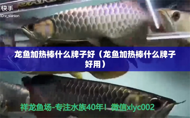 龍魚加熱棒什么牌子好（龍魚加熱棒什么牌子好用） 龍魚疾病與治療