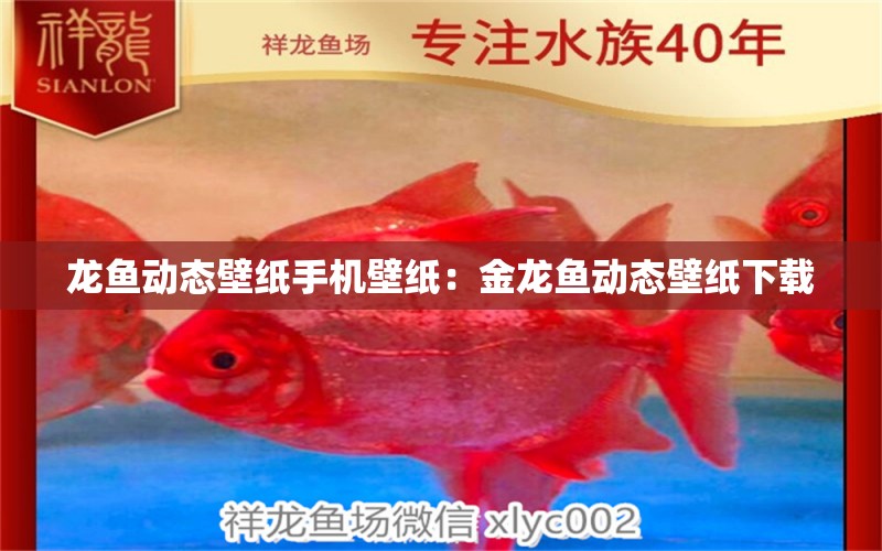 龍魚動態(tài)壁紙手機壁紙：金龍魚動態(tài)壁紙下載 廣州水族批發(fā)市場