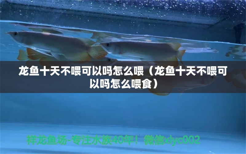 龍魚十天不喂可以嗎怎么喂（龍魚十天不喂可以嗎怎么喂食）