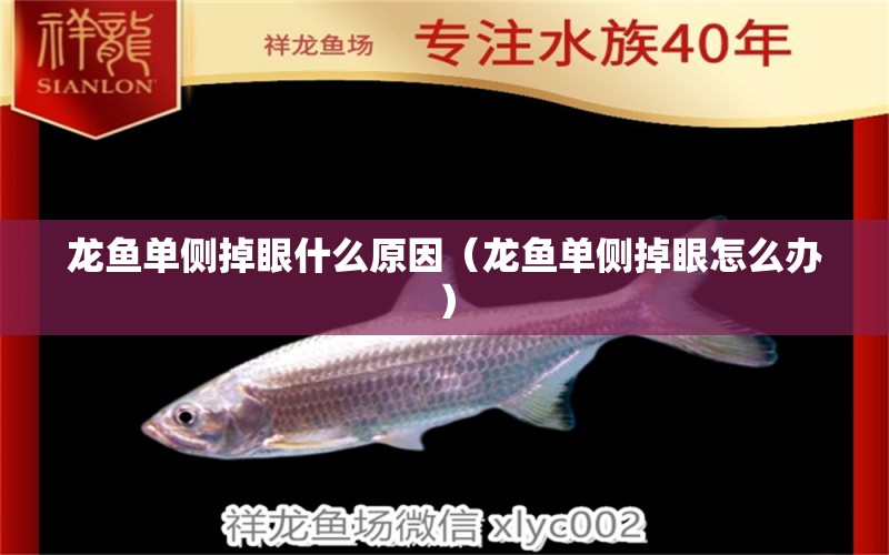 龍魚單側掉眼什么原因（龍魚單側掉眼怎么辦）