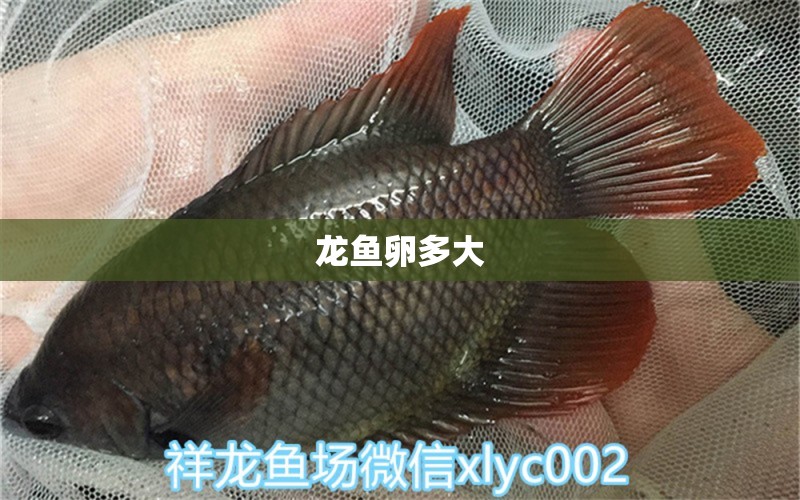 龍魚卵多大