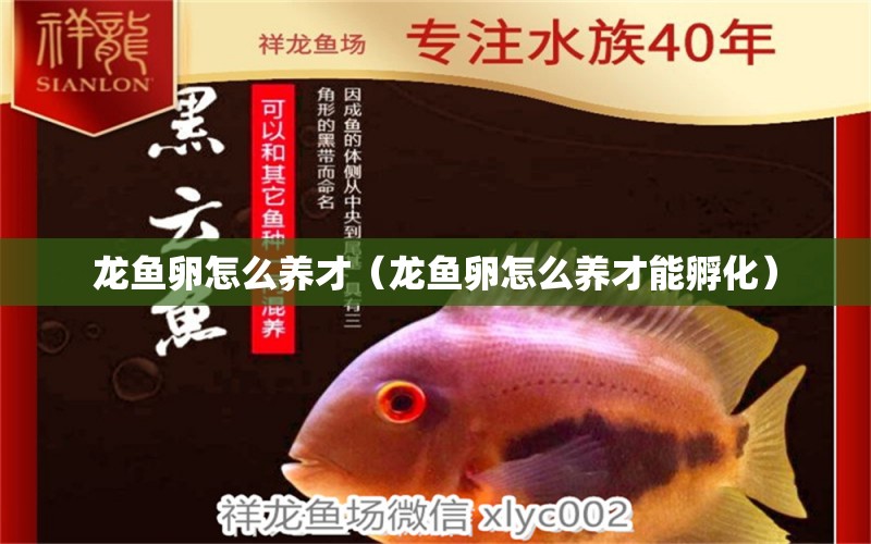 龍魚卵怎么養(yǎng)才（龍魚卵怎么養(yǎng)才能孵化）