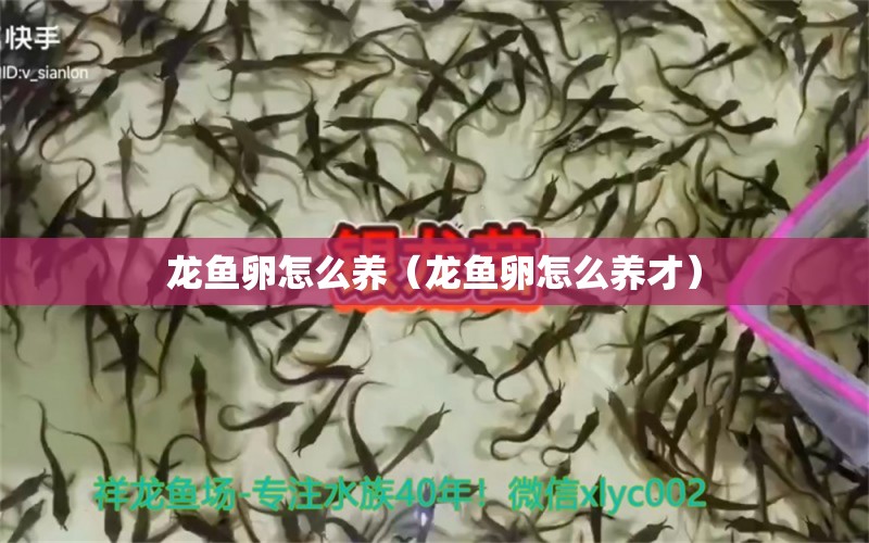 龍魚卵怎么養(yǎng)（龍魚卵怎么養(yǎng)才） 廣州龍魚批發(fā)市場