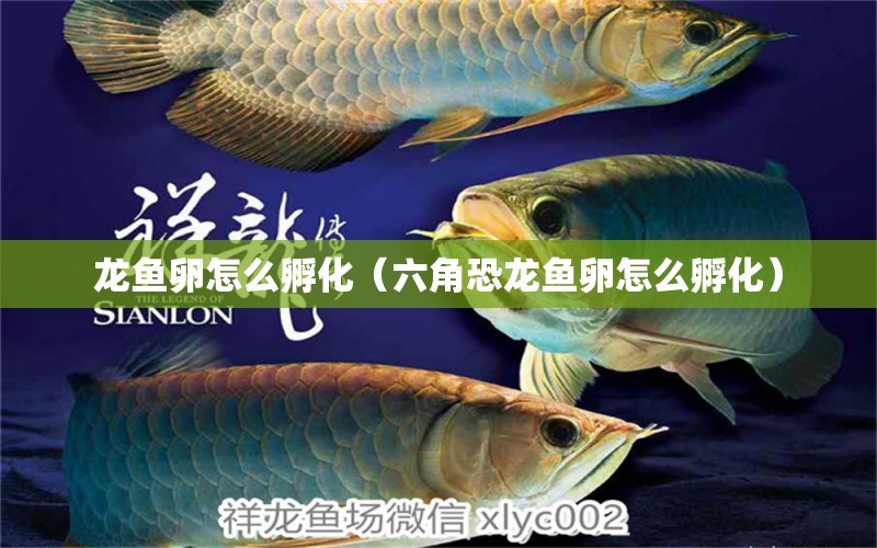 龍魚(yú)卵怎么孵化（六角恐龍魚(yú)卵怎么孵化）