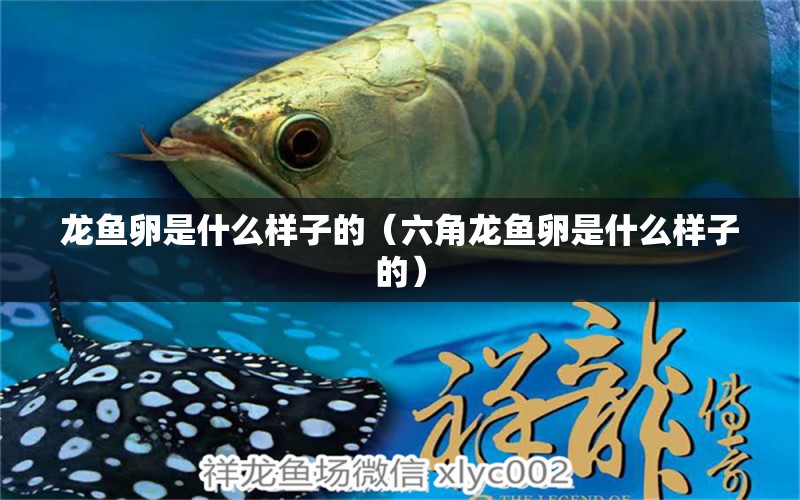 龍魚卵是什么樣子的（六角龍魚卵是什么樣子的）