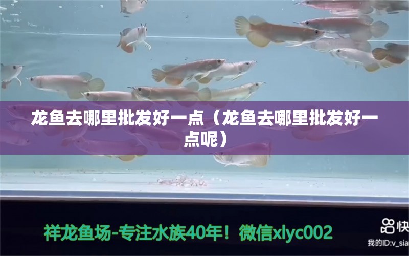 龍魚去哪里批發(fā)好一點（龍魚去哪里批發(fā)好一點呢）