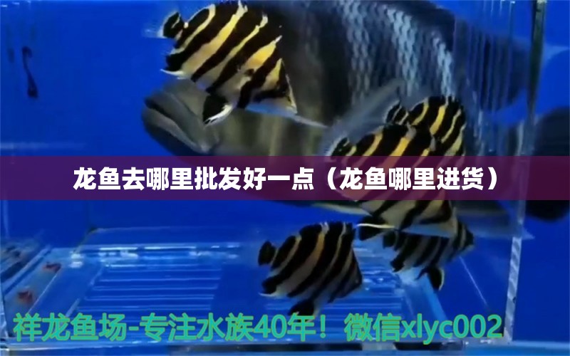 龍魚去哪里批發(fā)好一點(diǎn)（龍魚哪里進(jìn)貨）