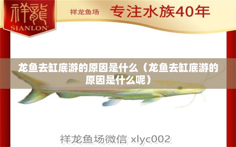 龍魚(yú)去缸底游的原因是什么（龍魚(yú)去缸底游的原因是什么呢）