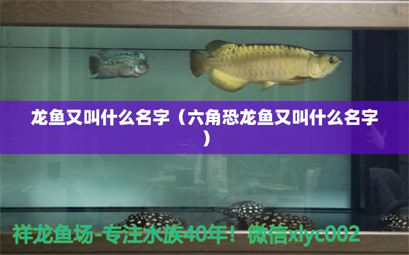 龍魚又叫什么名字（六角恐龍魚又叫什么名字） 廣州龍魚批發(fā)市場