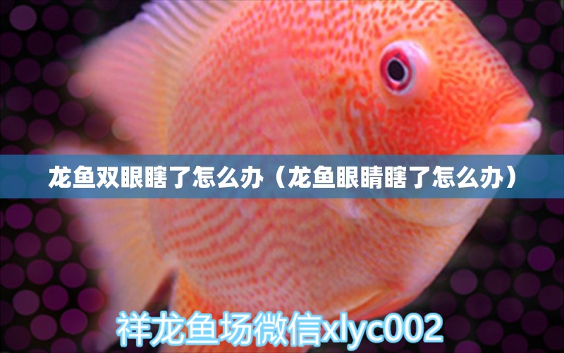 龍魚雙眼瞎了怎么辦（龍魚眼睛瞎了怎么辦）