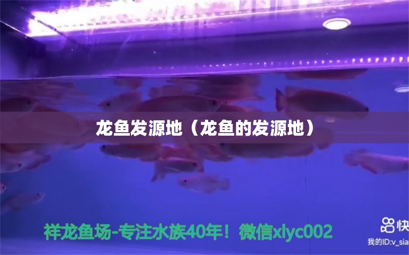 龍魚發(fā)源地（龍魚的發(fā)源地） 廣州龍魚批發(fā)市場