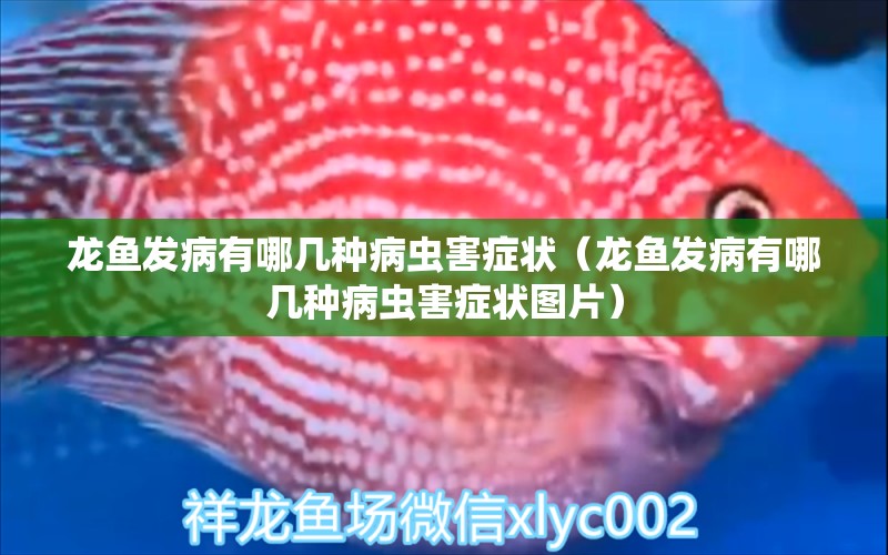 龍魚發(fā)病有哪幾種病蟲害癥狀（龍魚發(fā)病有哪幾種病蟲害癥狀圖片）