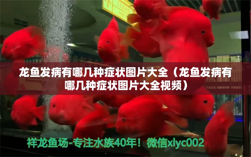 龍魚發(fā)病有哪幾種癥狀圖片大全（龍魚發(fā)病有哪幾種癥狀圖片大全視頻）