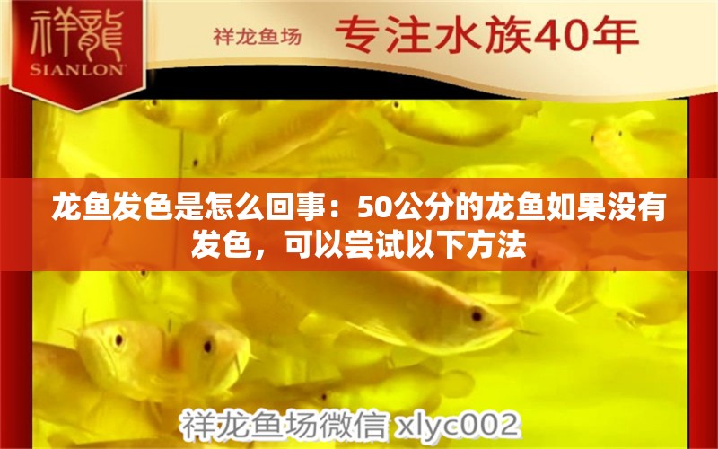 龍魚發(fā)色是怎么回事：50公分的龍魚如果沒(méi)有發(fā)色，可以嘗試以下方法