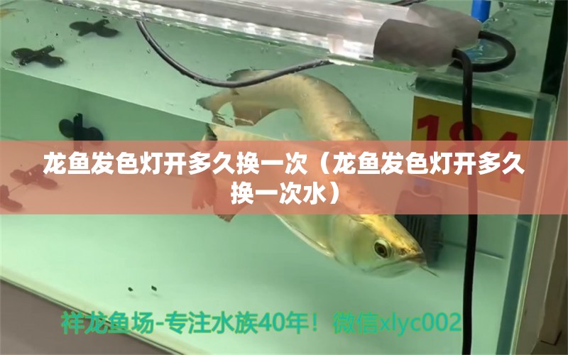 龍魚發(fā)色燈開多久換一次（龍魚發(fā)色燈開多久換一次水）