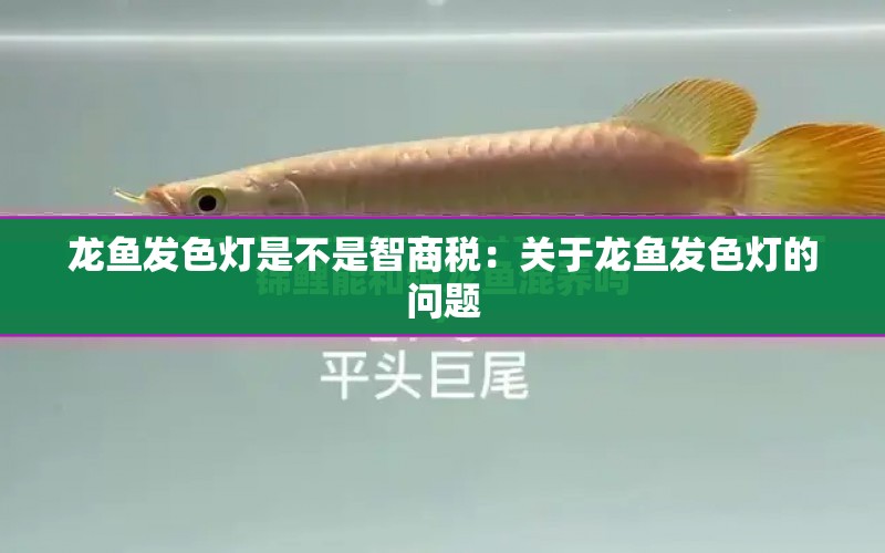 龍魚(yú)發(fā)色燈是不是智商稅：關(guān)于龍魚(yú)發(fā)色燈的問(wèn)題 水族問(wèn)答 第1張