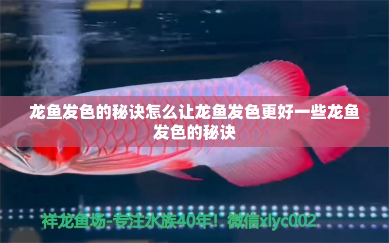 龍魚發(fā)色的秘訣怎么讓龍魚發(fā)色更好一些龍魚發(fā)色的秘訣 翡翠鳳凰魚