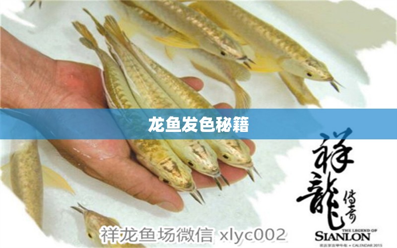 龍魚發(fā)色秘籍 超血紅龍魚