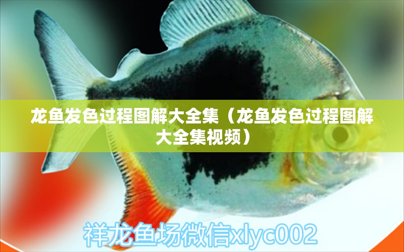 龍魚(yú)發(fā)色過(guò)程圖解大全集（龍魚(yú)發(fā)色過(guò)程圖解大全集視頻）