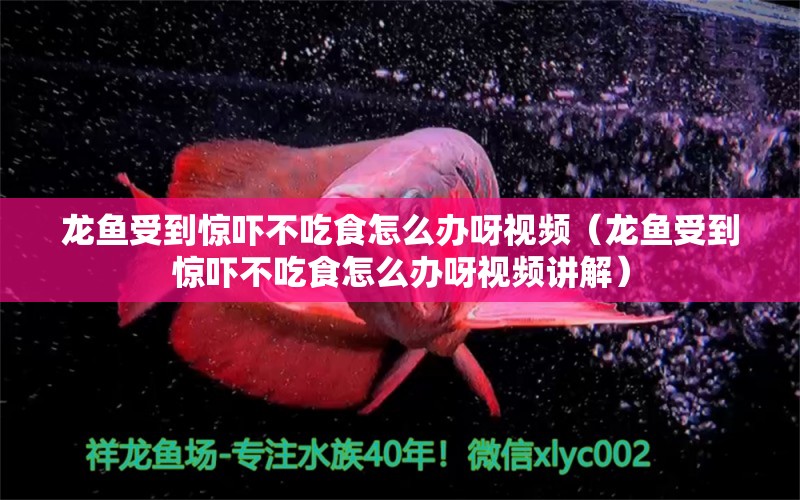 龍魚受到驚嚇不吃食怎么辦呀視頻（龍魚受到驚嚇不吃食怎么辦呀視頻講解）