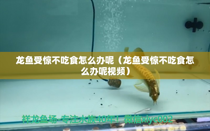 龍魚受驚不吃食怎么辦呢（龍魚受驚不吃食怎么辦呢視頻）