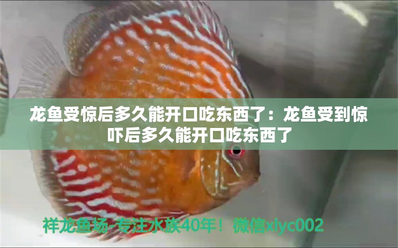 龍魚受驚后多久能開口吃東西了：龍魚受到驚嚇后多久能開口吃東西了 龍魚百科 第2張