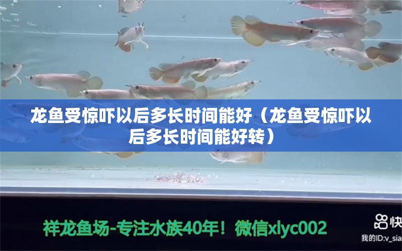 龍魚受驚嚇以后多長時間能好（龍魚受驚嚇以后多長時間能好轉(zhuǎn)）