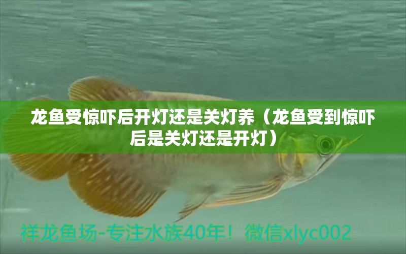 龍魚(yú)受驚嚇后開(kāi)燈還是關(guān)燈養(yǎng)（龍魚(yú)受到驚嚇后是關(guān)燈還是開(kāi)燈） 廣州龍魚(yú)批發(fā)市場(chǎng)