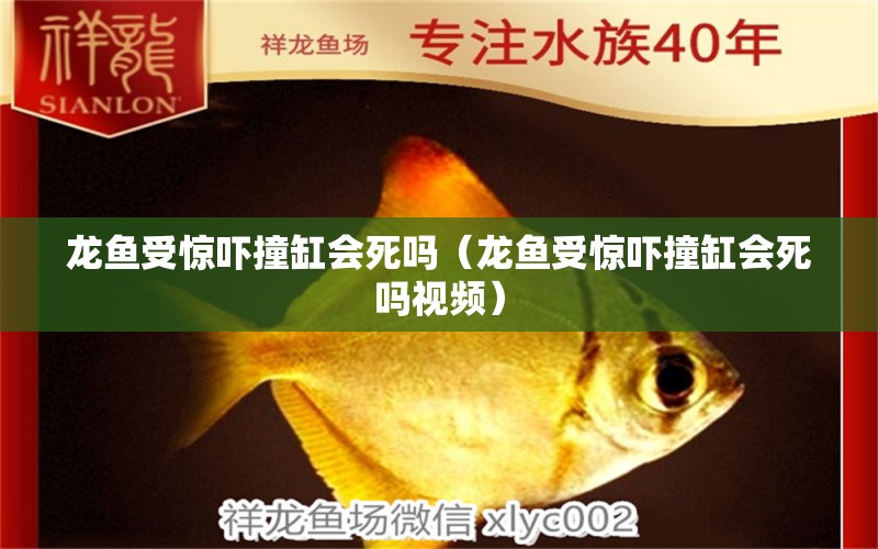 龍魚受驚嚇撞缸會死嗎（龍魚受驚嚇撞缸會死嗎視頻） 廣州龍魚批發(fā)市場