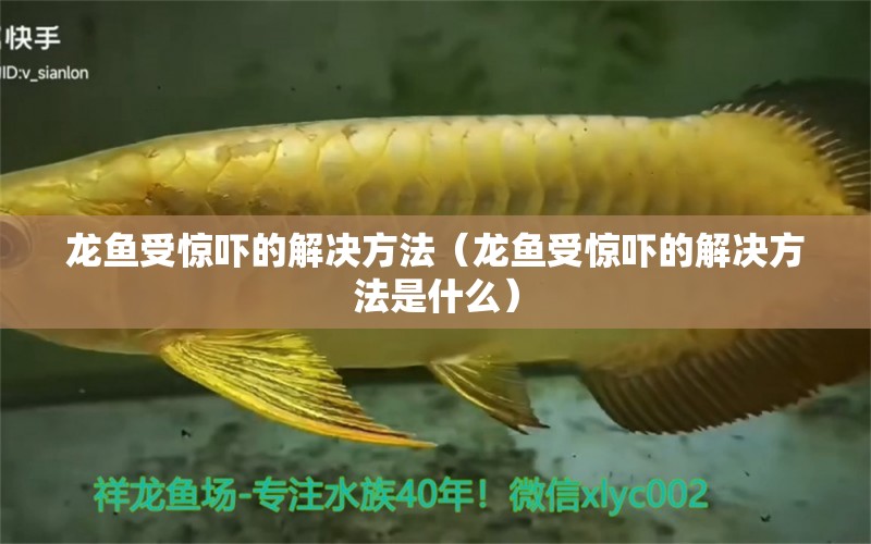 龍魚受驚嚇的解決方法（龍魚受驚嚇的解決方法是什么）