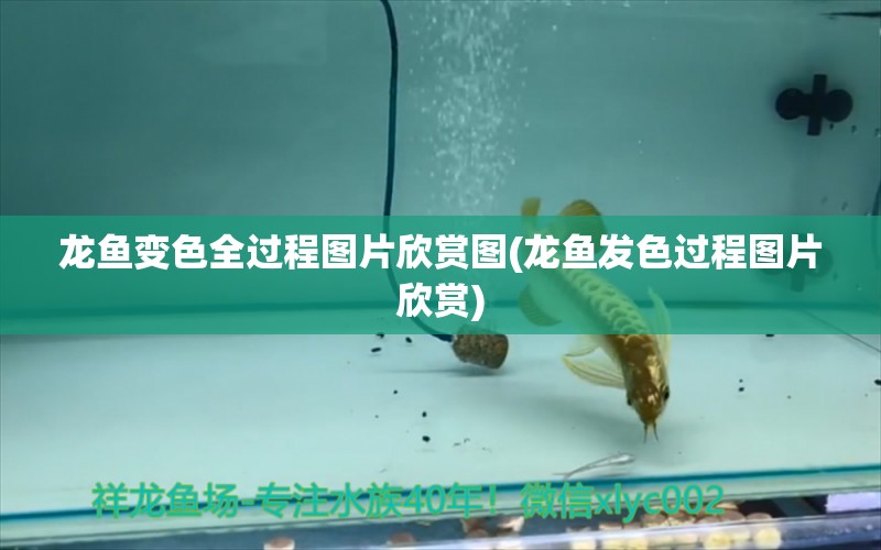 龍魚變色全過程圖片欣賞圖(龍魚發(fā)色過程圖片欣賞)