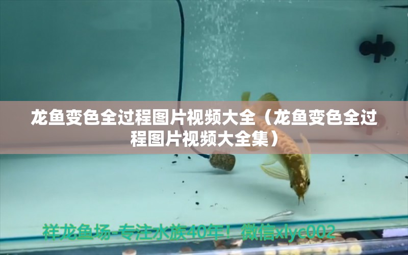 龍魚變色全過(guò)程圖片視頻大全（龍魚變色全過(guò)程圖片視頻大全集）