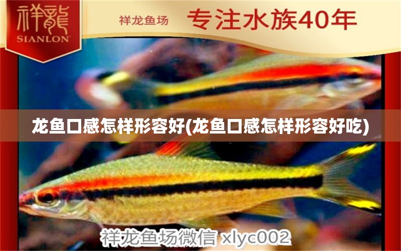 龍魚口感怎樣形容好(龍魚口感怎樣形容好吃)