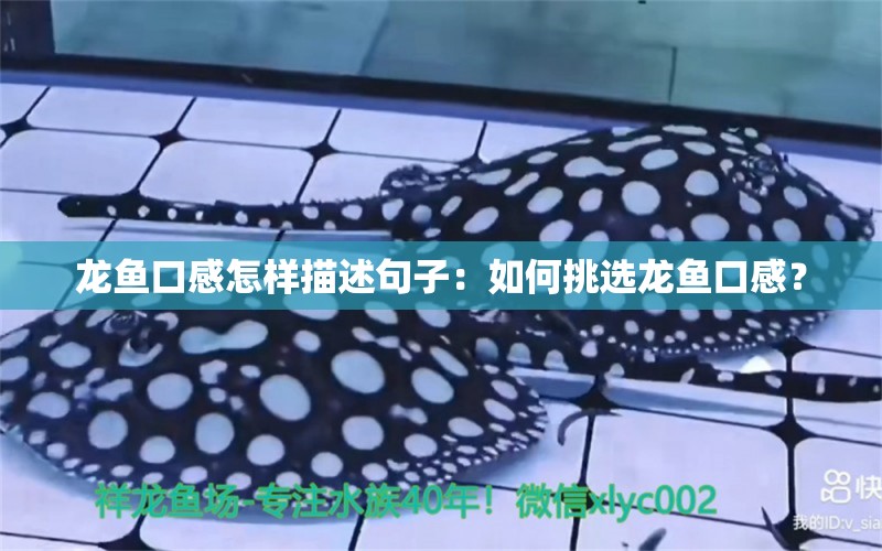 龍魚口感怎樣描述句子：如何挑選龍魚口感？ 龍魚百科 第3張