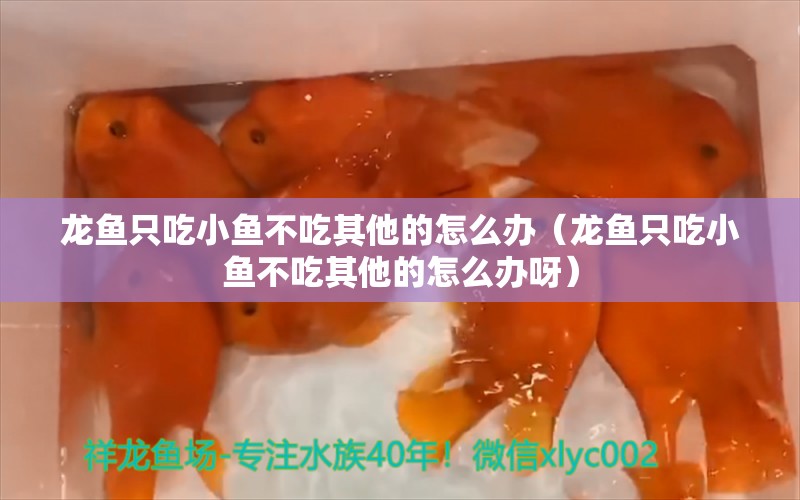 龍魚只吃小魚不吃其他的怎么辦（龍魚只吃小魚不吃其他的怎么辦呀） 廣州龍魚批發(fā)市場