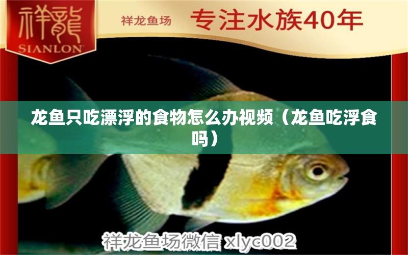 龍魚只吃漂浮的食物怎么辦視頻（龍魚吃浮食嗎）