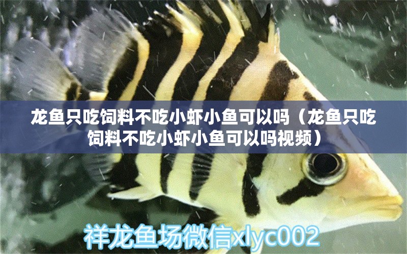 龍魚只吃飼料不吃小蝦小魚可以嗎（龍魚只吃飼料不吃小蝦小魚可以嗎視頻） 廣州龍魚批發(fā)市場(chǎng)