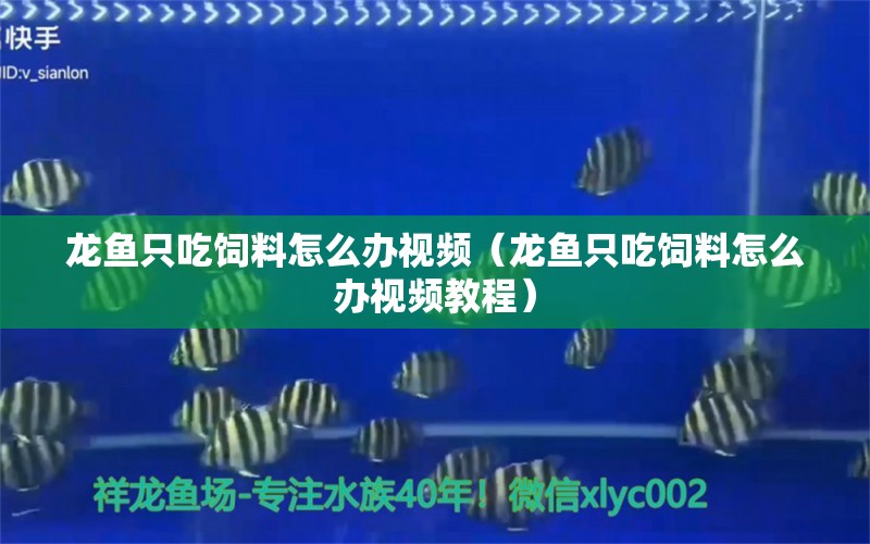 龍魚只吃飼料怎么辦視頻（龍魚只吃飼料怎么辦視頻教程） 廣州龍魚批發(fā)市場