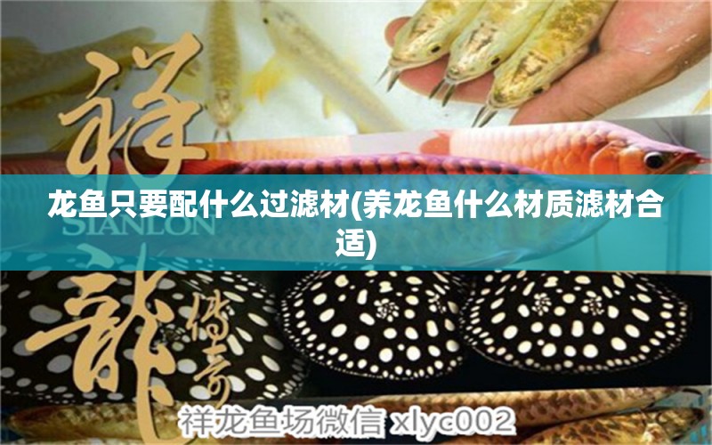 龍魚只要配什么過濾材(養(yǎng)龍魚什么材質(zhì)濾材合適) 海水魚（海水魚批發(fā)）