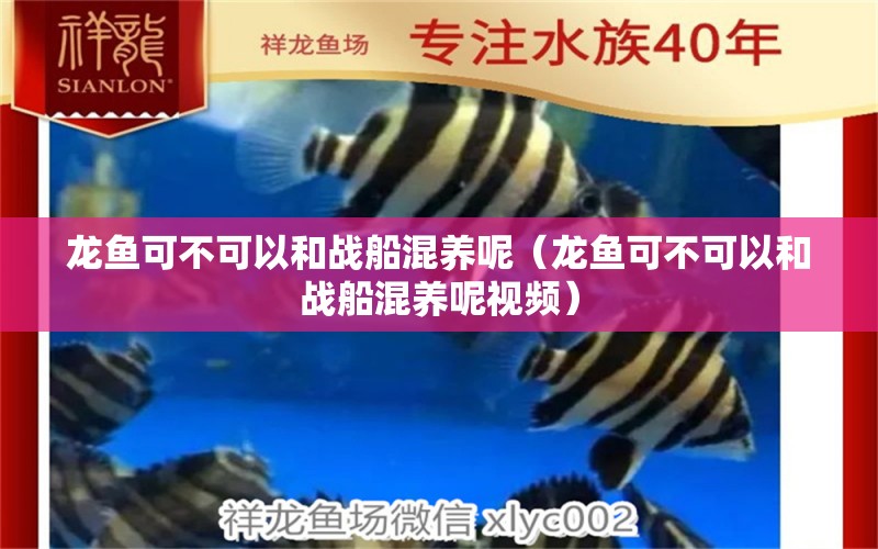 龍魚可不可以和戰(zhàn)船混養(yǎng)呢（龍魚可不可以和戰(zhàn)船混養(yǎng)呢視頻） 廣州龍魚批發(fā)市場