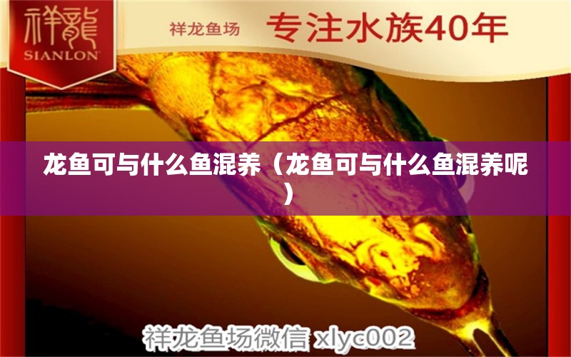 龍魚可與什么魚混養(yǎng)（龍魚可與什么魚混養(yǎng)呢）