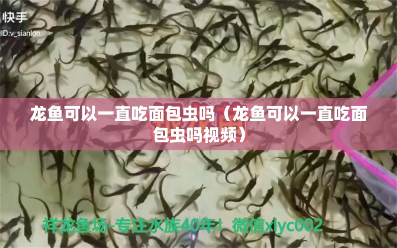 龍魚可以一直吃面包蟲嗎（龍魚可以一直吃面包蟲嗎視頻） 廣州龍魚批發(fā)市場