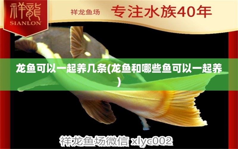 龍魚可以一起養(yǎng)幾條(龍魚和哪些魚可以一起養(yǎng)) 泰龐海蓮魚