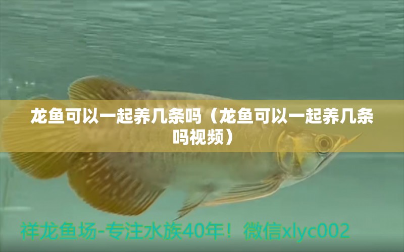 龍魚可以一起養(yǎng)幾條嗎（龍魚可以一起養(yǎng)幾條嗎視頻） 龍魚疾病與治療