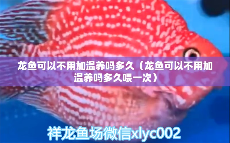 龍魚可以不用加溫養(yǎng)嗎多久（龍魚可以不用加溫養(yǎng)嗎多久喂一次） 廣州龍魚批發(fā)市場