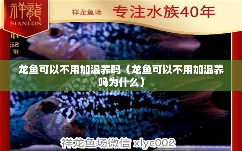 龍魚可以不用加溫養(yǎng)嗎（龍魚可以不用加溫養(yǎng)嗎為什么） 廣州龍魚批發(fā)市場