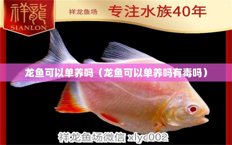 龍魚(yú)可以單養(yǎng)嗎（龍魚(yú)可以單養(yǎng)嗎有毒嗎）