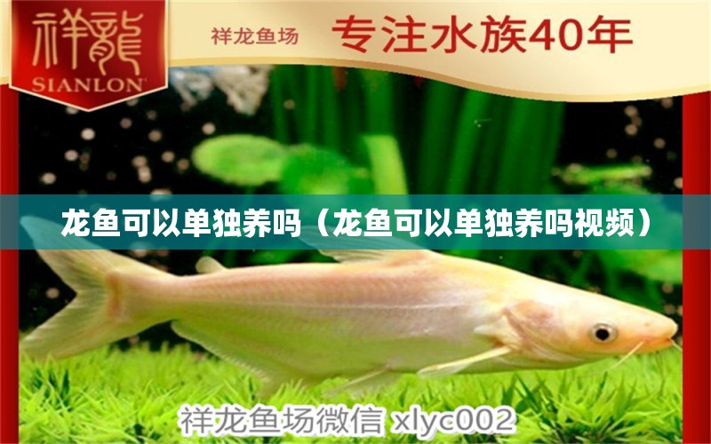 龍魚(yú)可以單獨(dú)養(yǎng)嗎（龍魚(yú)可以單獨(dú)養(yǎng)嗎視頻） 祥龍水族醫(yī)院